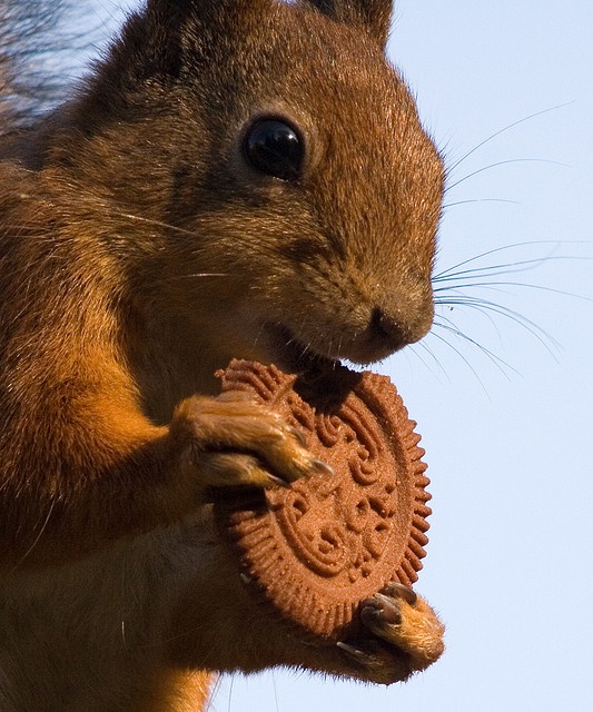 https://cdn.road.cc/wp-content/uploads/roadcc/squirrelcookie2.jpeg