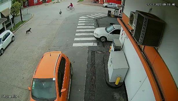 Runaway Ostrich crash