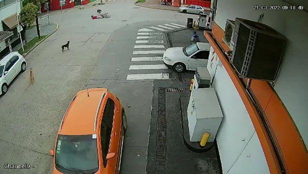 Runaway Ostrich crash