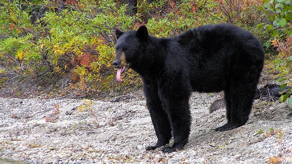 Back Bear CREDIT National Park