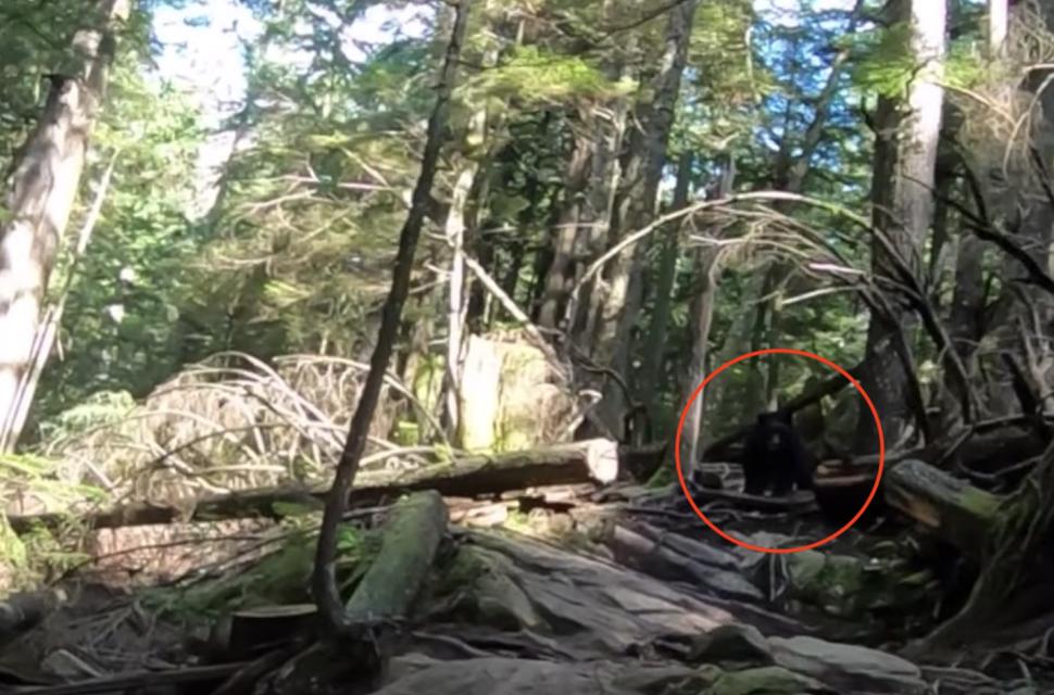 bear mtb trail
