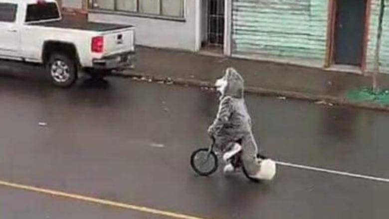 Cycling husky