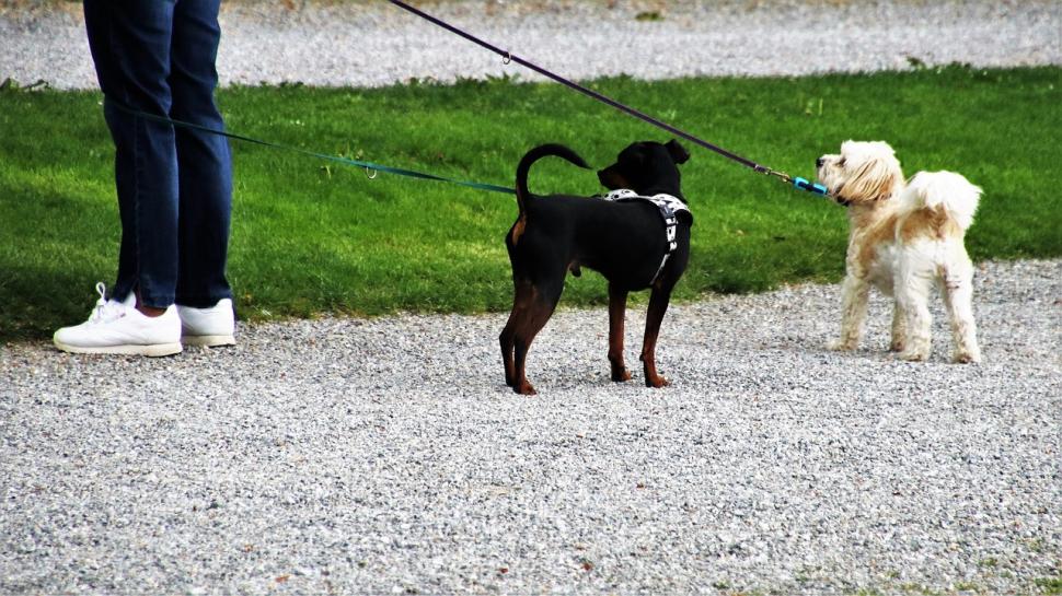 Dog walker lead