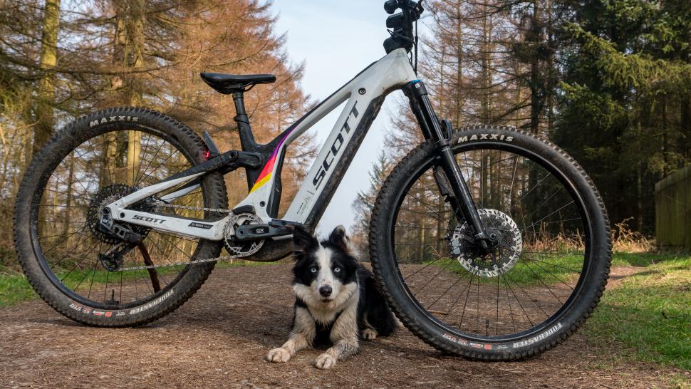 Trail dog