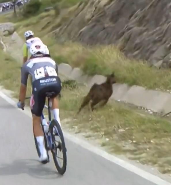 Goat nearly hits Dion Smith during 2025 Giro d'Italia stage three, Albania 2