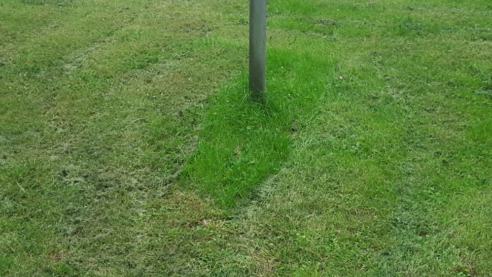 Grass 2