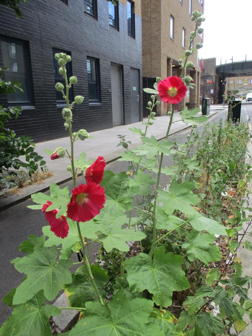 Cycle lane flowers (@GermanderS/Twitter)