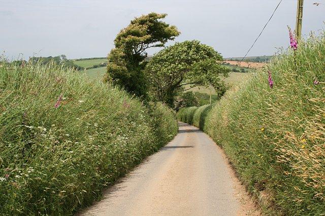 Country lane (Tony Atkin / High Banks Flanking a Country Lane / CC BY-SA 2.0)