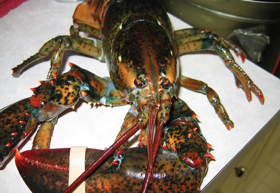 lobster - wikimedia commons