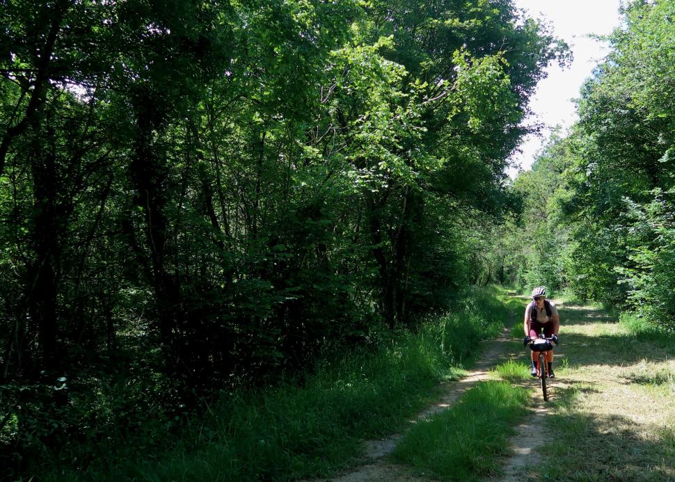 Nature Is Bike - Forest DoubleTrack.jpeg