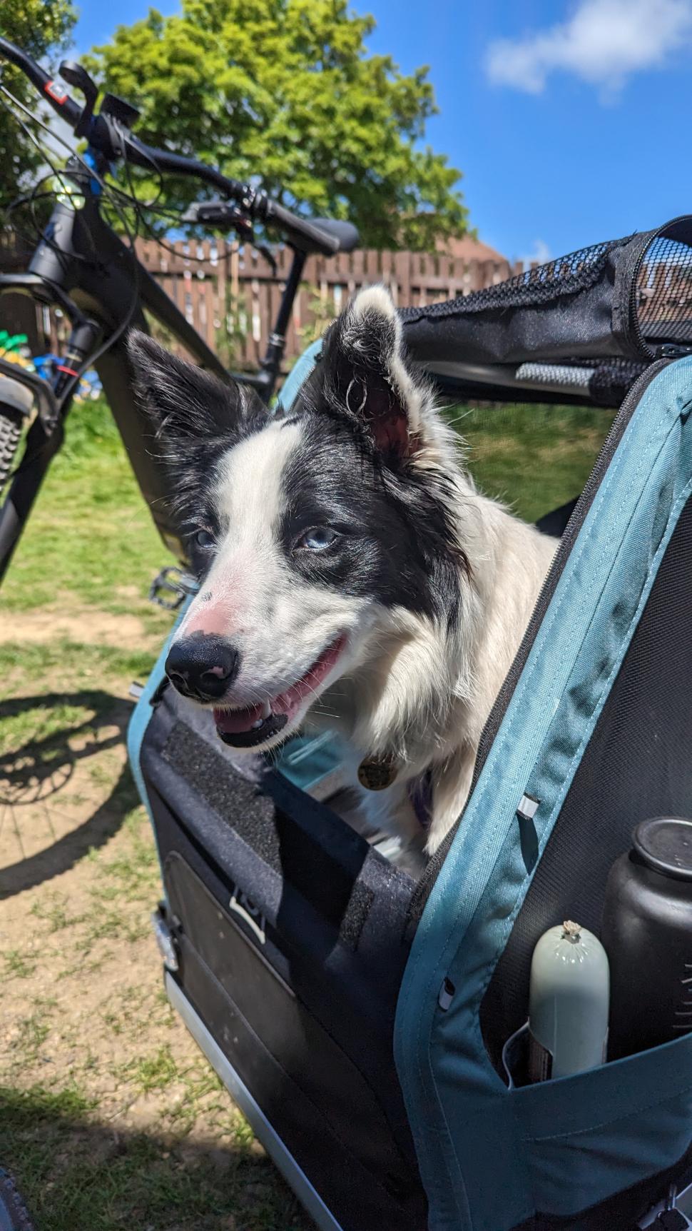 Dog peeking out of bike trailer