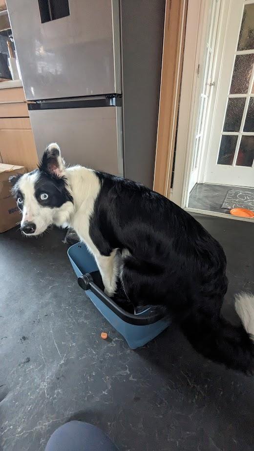 Dog almost in bike basket