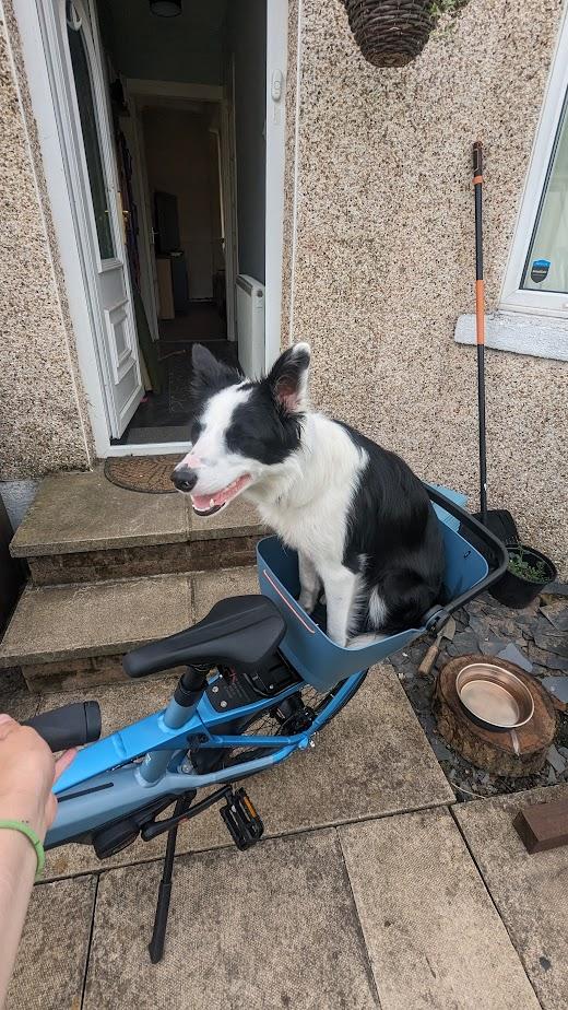 Dog in bike basket