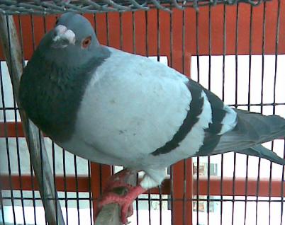 racing pigeon - via wikimedia commons.PNG