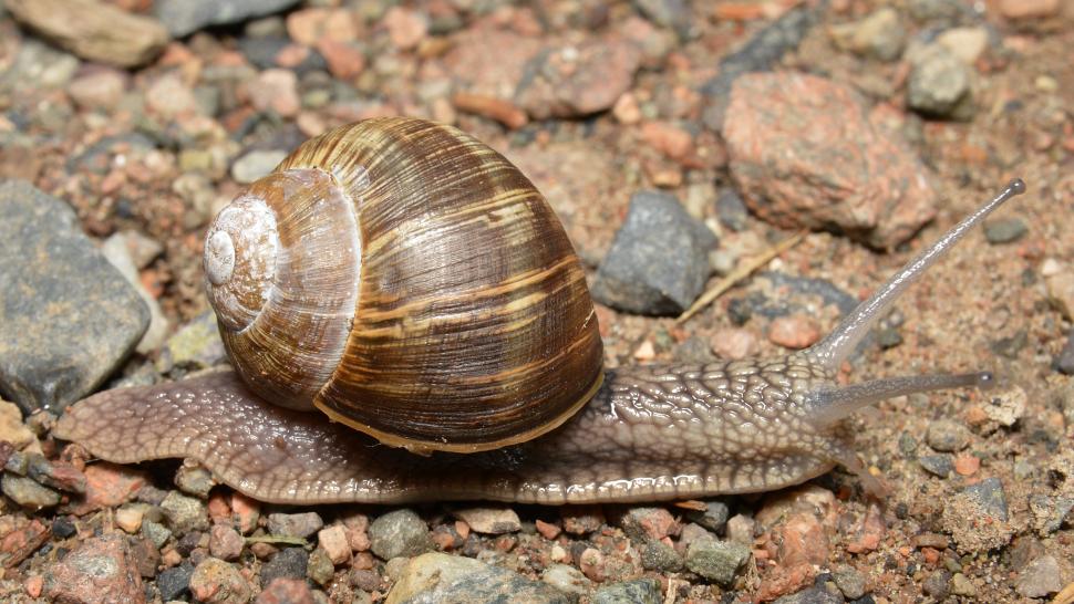 Roman Snail (WikiCommons)