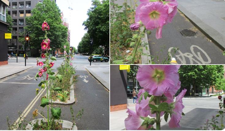 Cycle lane flowers (@GermanderS/Twitter)