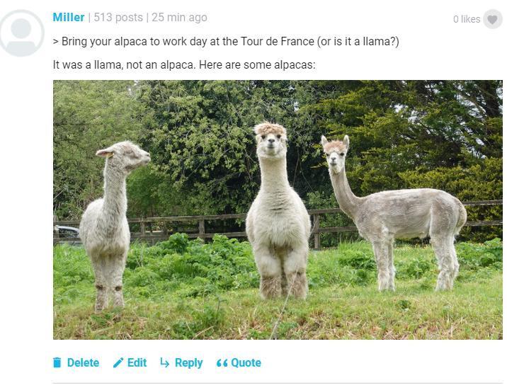 Llama comment