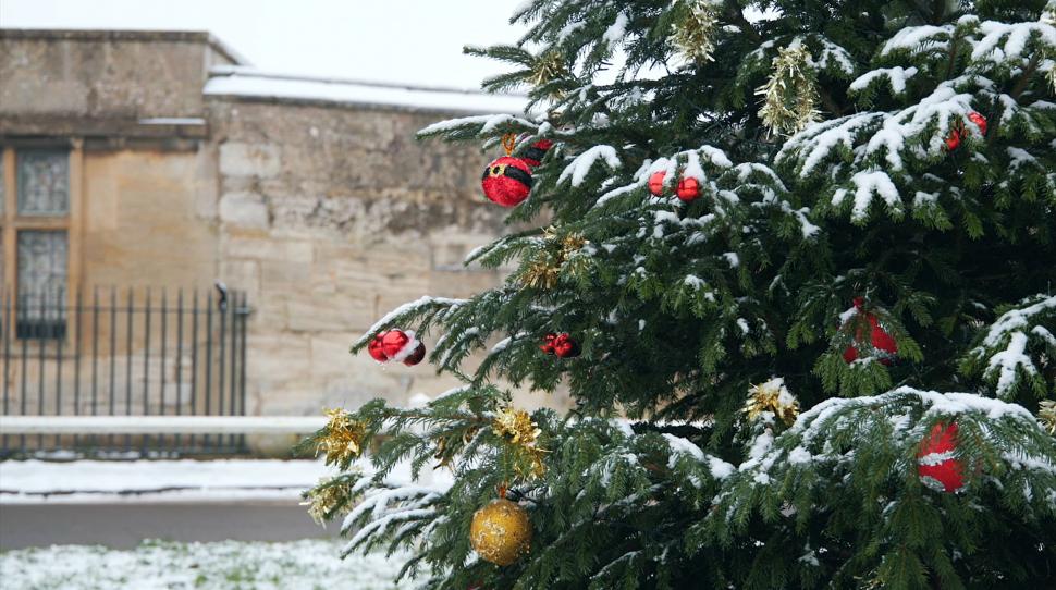 2022 snow Christmas Tree Broll shot