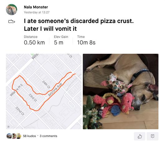 strava phil gaimon dog screenshot