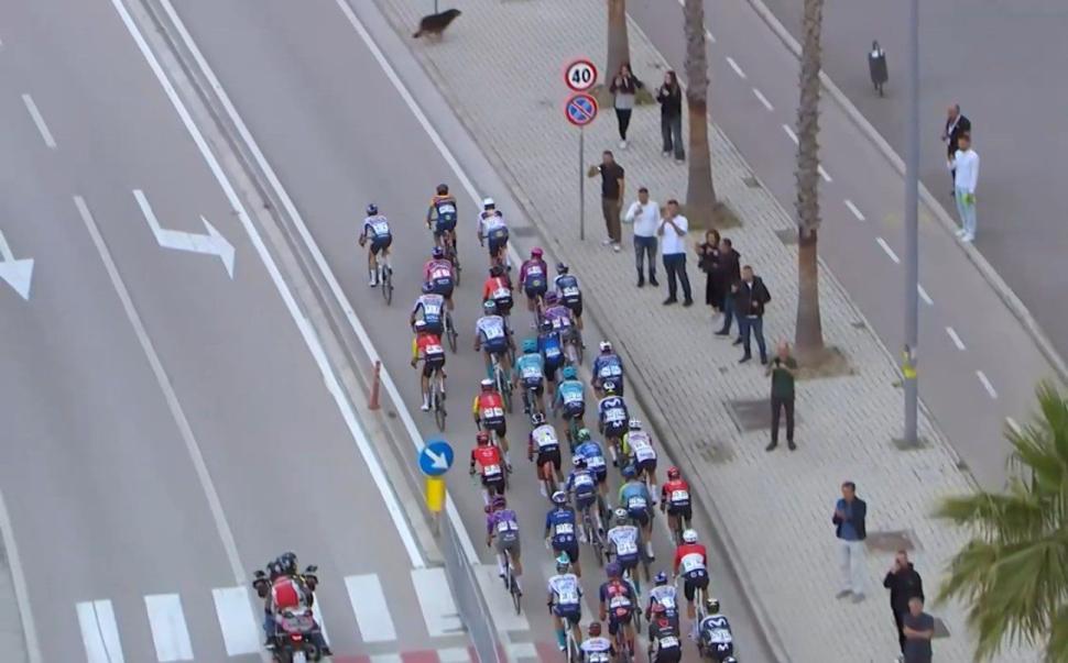 Stray dog runs across Giro d'Italia peloton in Albania, stage three, 2025