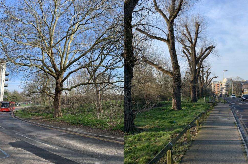 Woolwich Common trees at heart of cycle lane dispute