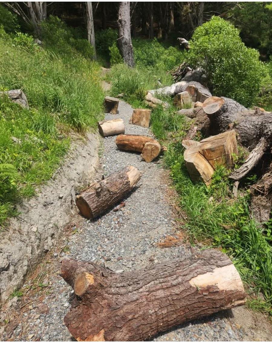Vandalism on a mountain bike trail on Mount Victoria Town Belt, Wellington, New Zealand